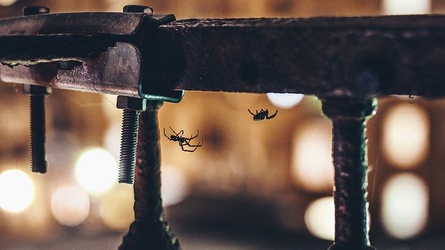 Invasion d’araignees : comment les chasser loin de ma maison ?